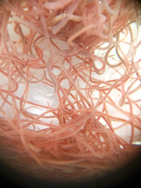 Glanzwürmer kaufen - Lumbriculus variegatus Lebendfutter für Fische Glanzwürmer kaufen 