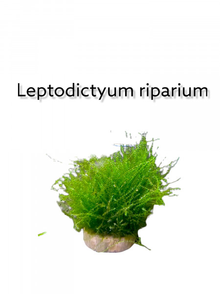 Leptodictyum riparium - Stringy Moos kaufen, riparium moos kaufen